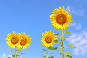 Beautiful sunflowers in the field natural background
