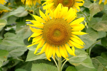 sunflower