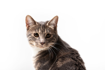 Adorable bobtail cat isolated on white background