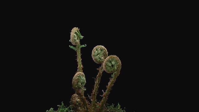 Time-lapse of fern plant unrolling new fronds 12x1 in Prores 4444 format with ALPHA transparency channel isolated on black background