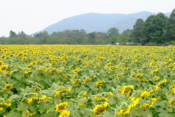 Obraz premium sunflower