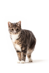 Adorable bobtail cat isolated on white background