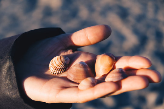 hand holding shell at the sunset during winter season.