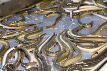 eels in the sea food market