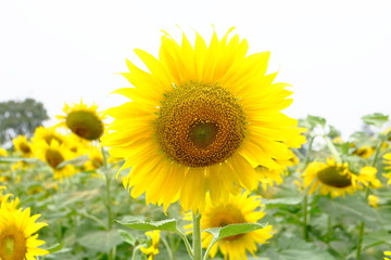 Fototapeta premium sunflower