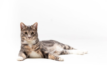 Adorable bobtail cat isolated on white background