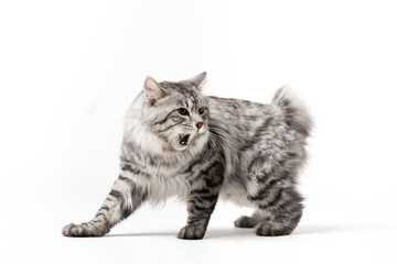 Adorable bobtail cat isolated on white background