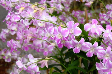 Fototapeta premium orchid
