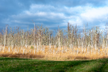 Fototapeta premium Mystischer Birkenwald an der Ostsee