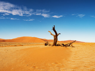 Dead Camelthorn Trees against red dunes and blue sky in Deadvlei, Sossusvlei. Namib-Naukluft National Park, Namibia, Africa