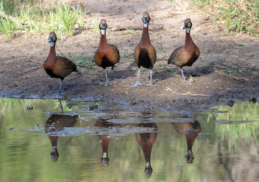 Four white-faced ducks with reflection in water