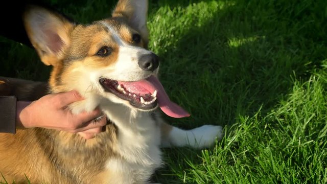 Close-up portrait of hands scratching corgy dog sitting on green grass background.