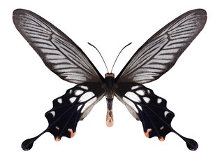 Butterfly Pachliopta coon (male) on a white background