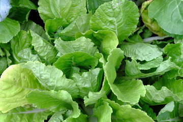 Obraz premium Mustard Green