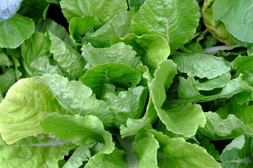 Mustard Green