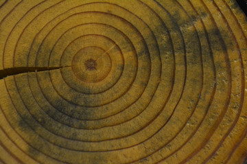 drawing created by nature on a cut of a round-shaped tree