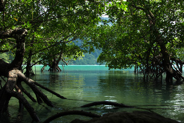 Mangrove tree at Surin Island