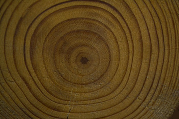 drawing created by nature on a cut of a round-shaped tree