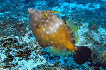 Weißflecken-Feilenfisch