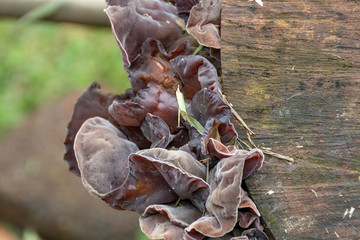 Fungus On A Tree Stump