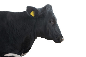  portrait of a cow with the number isolated