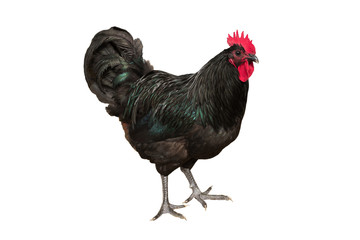 black cock isolated