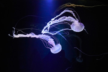 Obraz premium Beautifully lit compass jellyfish