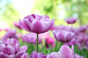 Naklejka na ściany i meble Lilac tulips close-up on blurred nature background