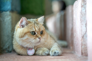 Obraz premium Brown cats sit happily on the floor in the room.soft focus.
