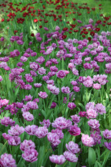 Obraz premium Spring landscape with lots of lilac and red tulips