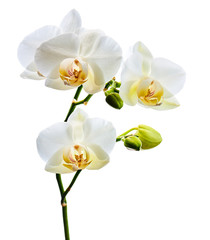 Fototapeta na wymiar Orchids flowers on banch isolated on white background.