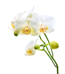Orchids flowers on banch isolated on white background.