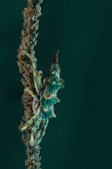Wire Coral Crabs (Xenocarcinus tuberculatus). Picture was taken near Island Bangka in North Sulawesi, Indonesia