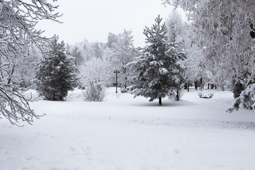 Obraz premium Trees in the city park are shrouded in hoarfrost. Beautiful winter landscape.