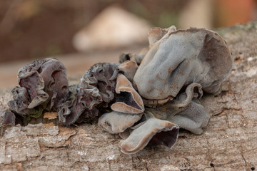 Fungus On A Tree Stump
