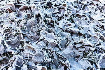Frozen leaves on the ground at winter