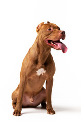 Adorable red dog sits at white background