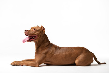 Adorable red dog sits at white background