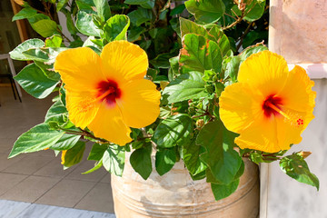 Yellow hibiscus in a pot illuminated by sun