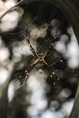 Araña 