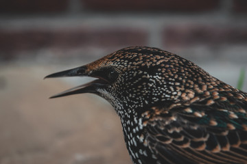 A close up of a dazed starling in hands moments before it flew away again
