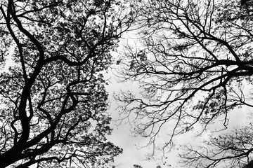 Looking up in Forest - Tree branches nature abstract - monochrome