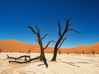 Dead Camelthorn Trees against red dunes and blue sky in Deadvlei, Sossusvlei. Namib-Naukluft...