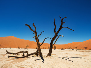 Dead Camelthorn Trees against red dunes and blue sky in Deadvlei, Sossusvlei. Namib-Naukluft National Park, Namibia, Africa