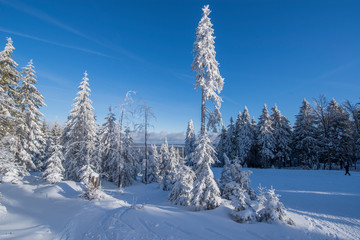 Zieleniec - lesny krajobraz zimą