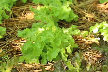 Early cabbage in farm
