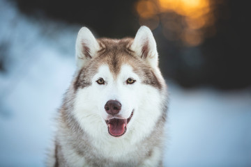 Close-up portrait of cute and happy siberian Husky dog sitting on the snow in the fairy winter forest at sunset
