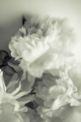 Photo white flowers peonies