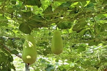 winter melon in farm