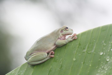 Dumpy frog on leaf with background bokeh